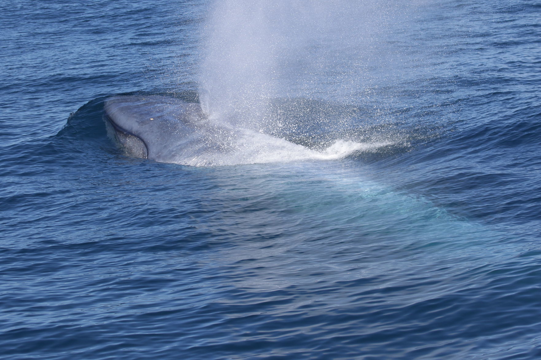 whale.jpg